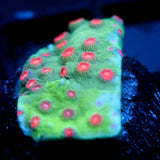 JC Evil Swarm Cyphastrea
