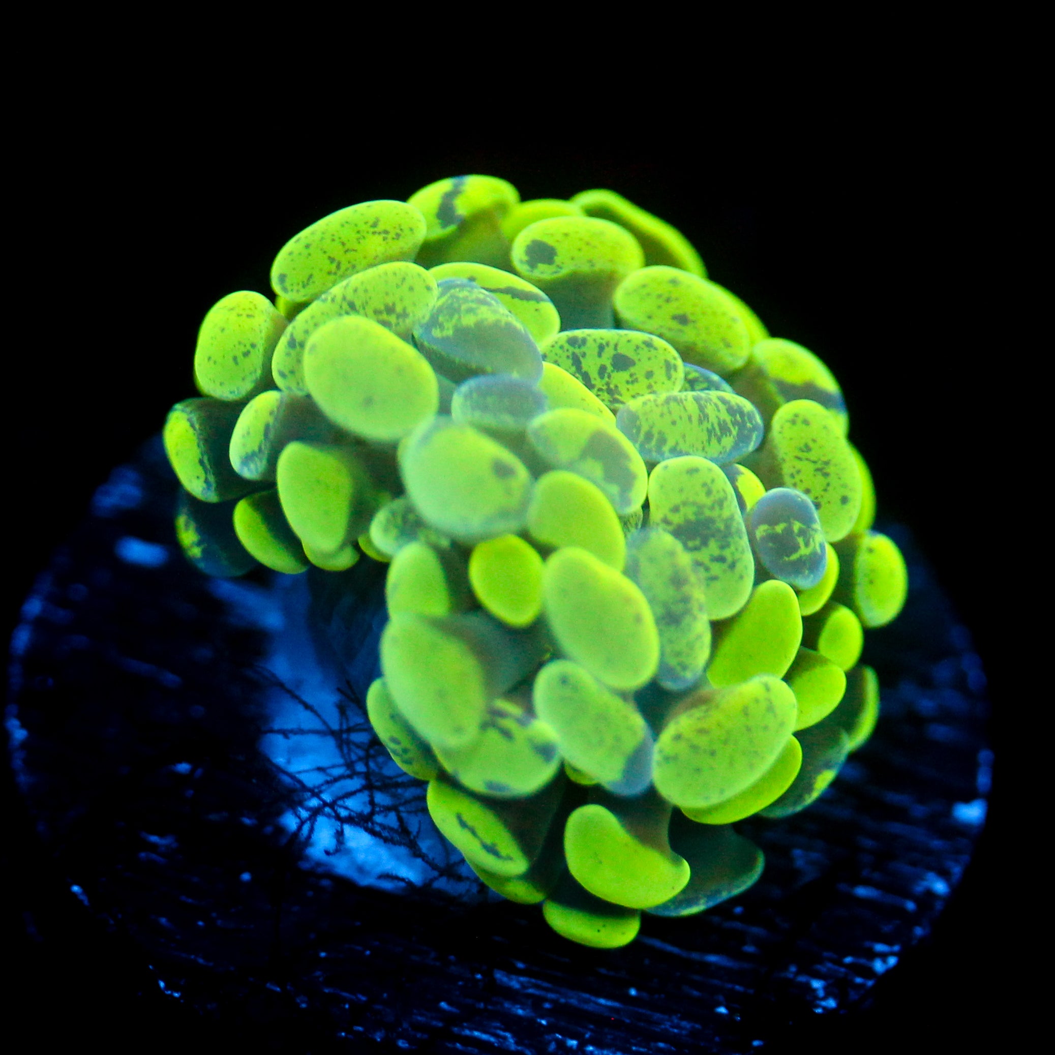 JC Neon Splatter Hammer