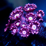 JC Magenta Madness Goni