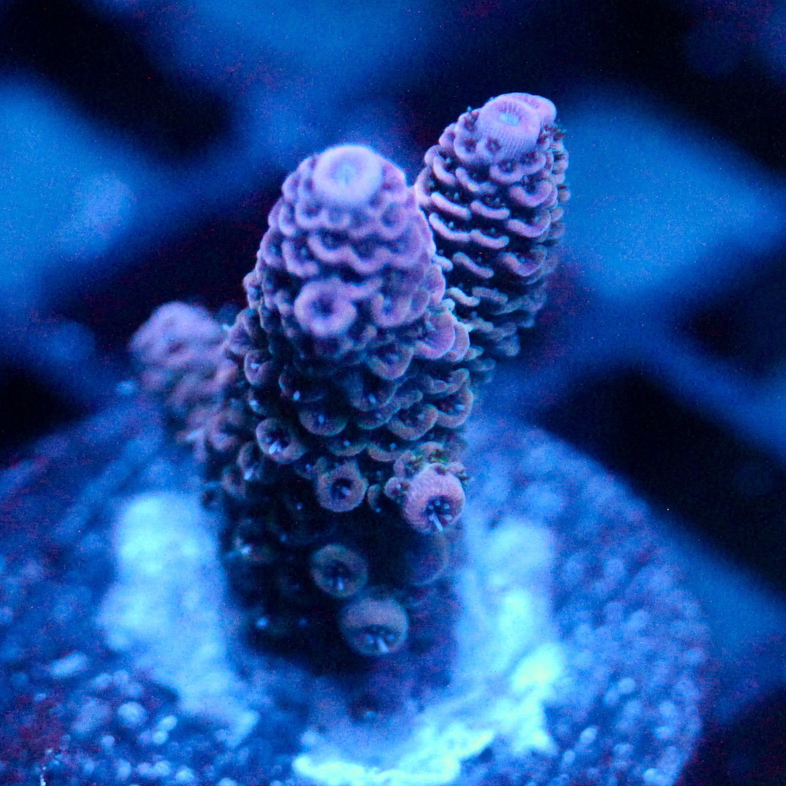 JC Purple Flux
