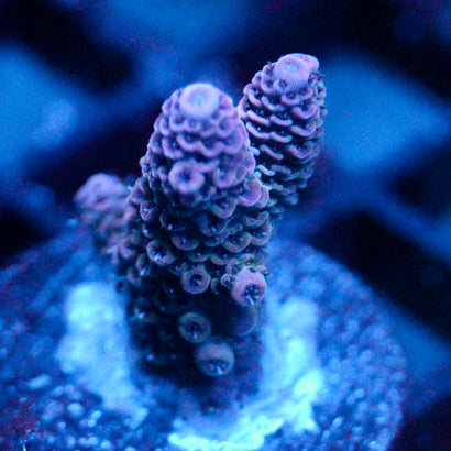 JC Purple Flux