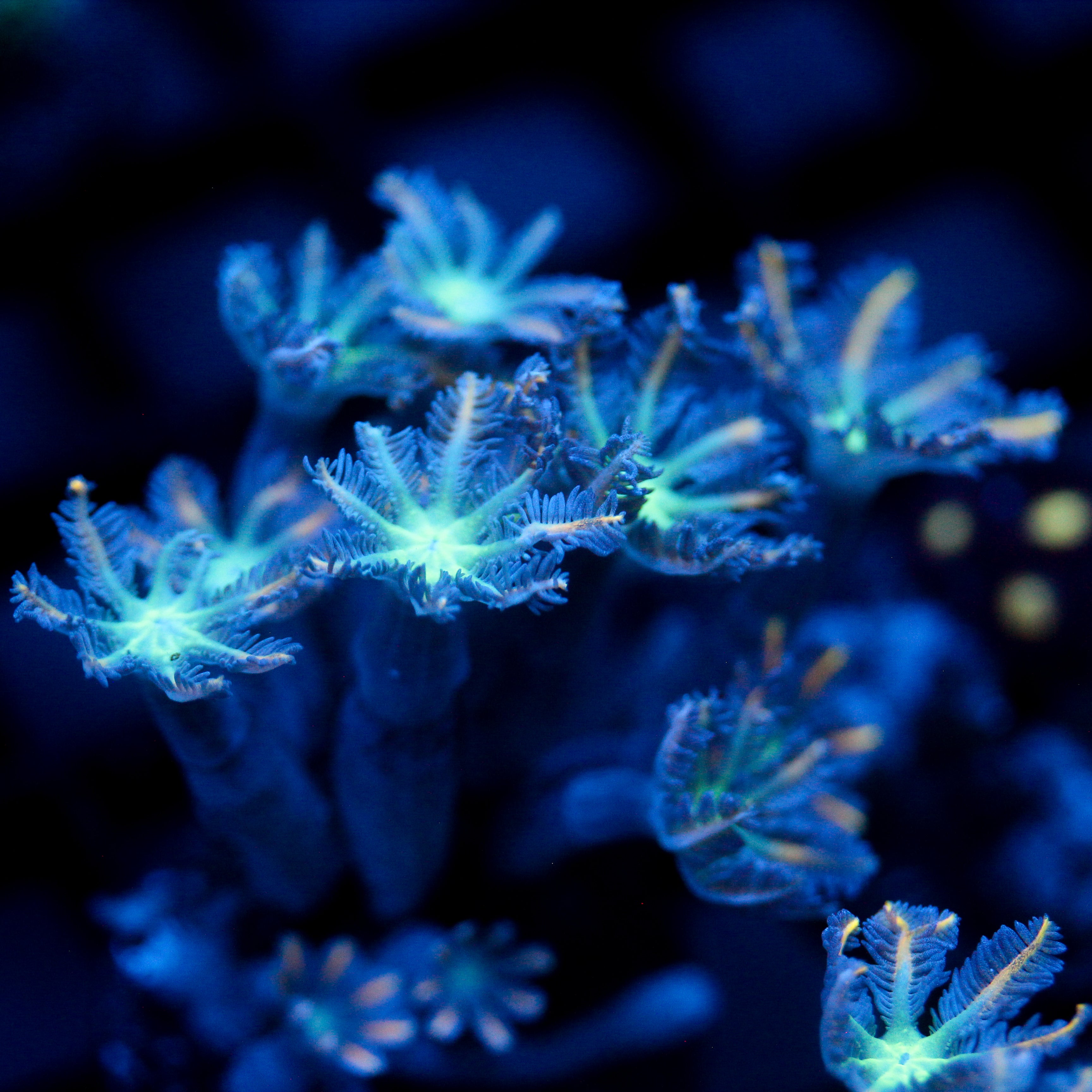 JC Orange Tip Clove Polyp