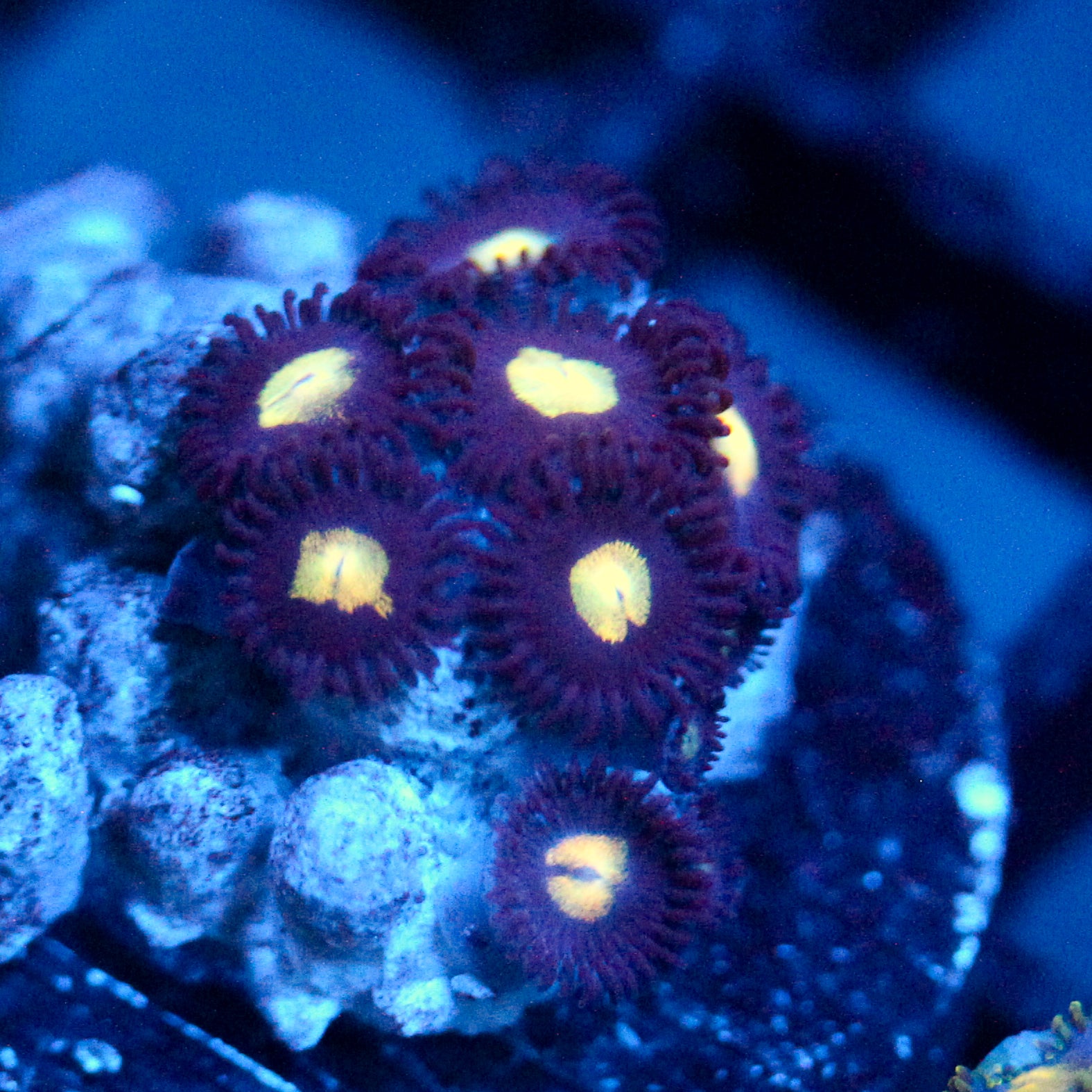JC Dark Gold Zoanthid