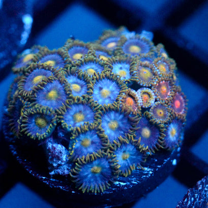 JC Blue Beast Zoanthid Mix