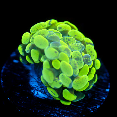 JC Neon Splatter Hammer