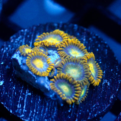 JC Saturn Zoanthid
