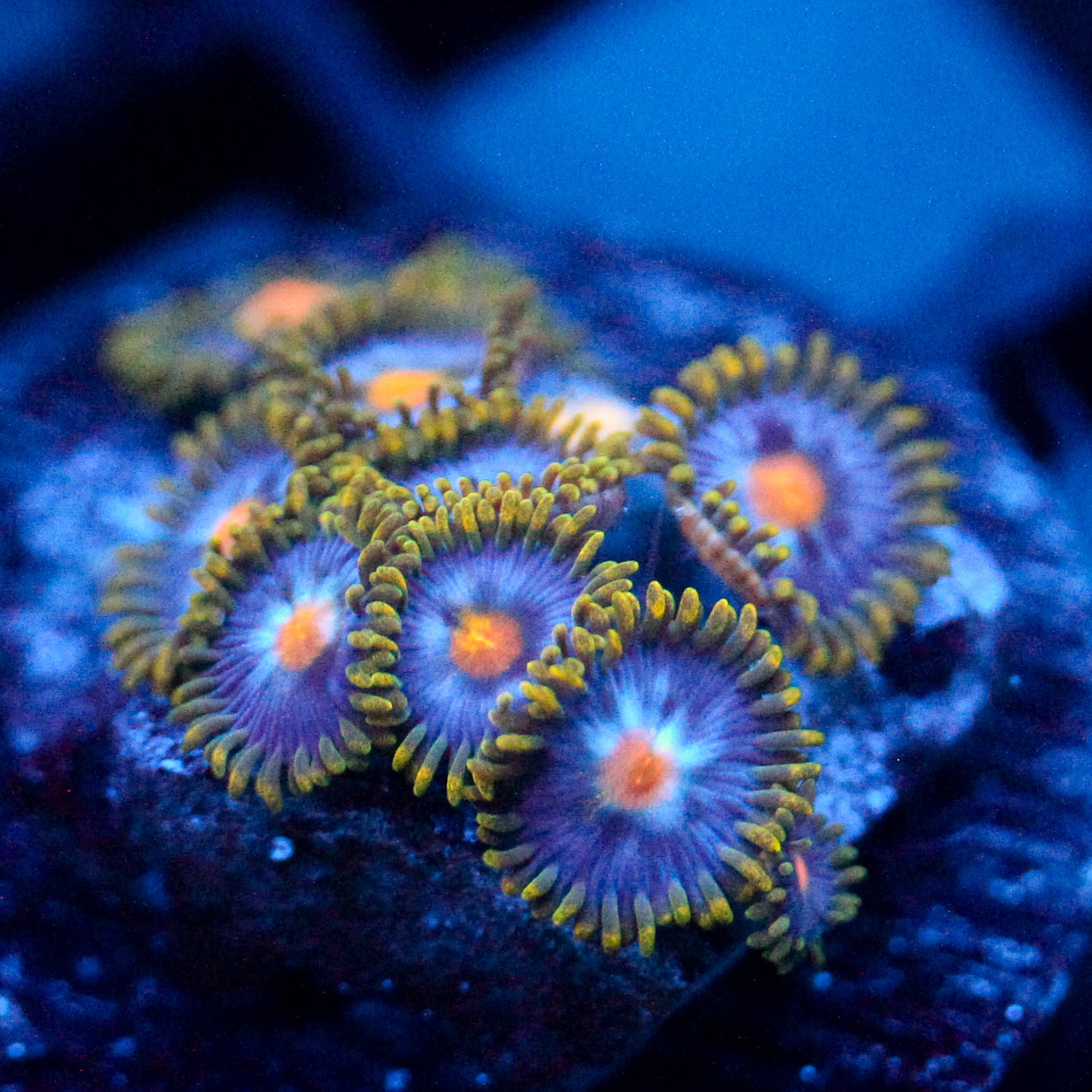 JC Blue Beast Zoanthid