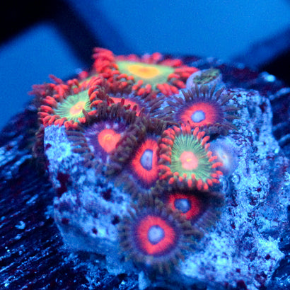JC Peach Terror Zoanthid Mix