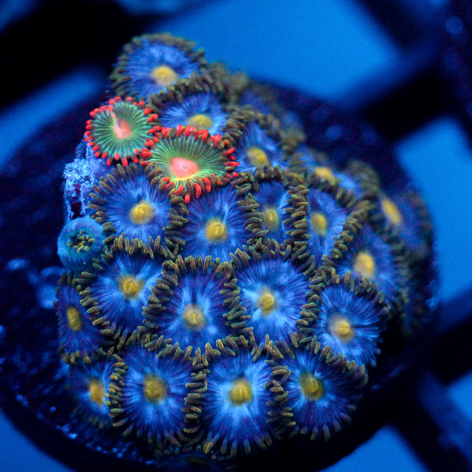 JC Blue Beast Zoanthid