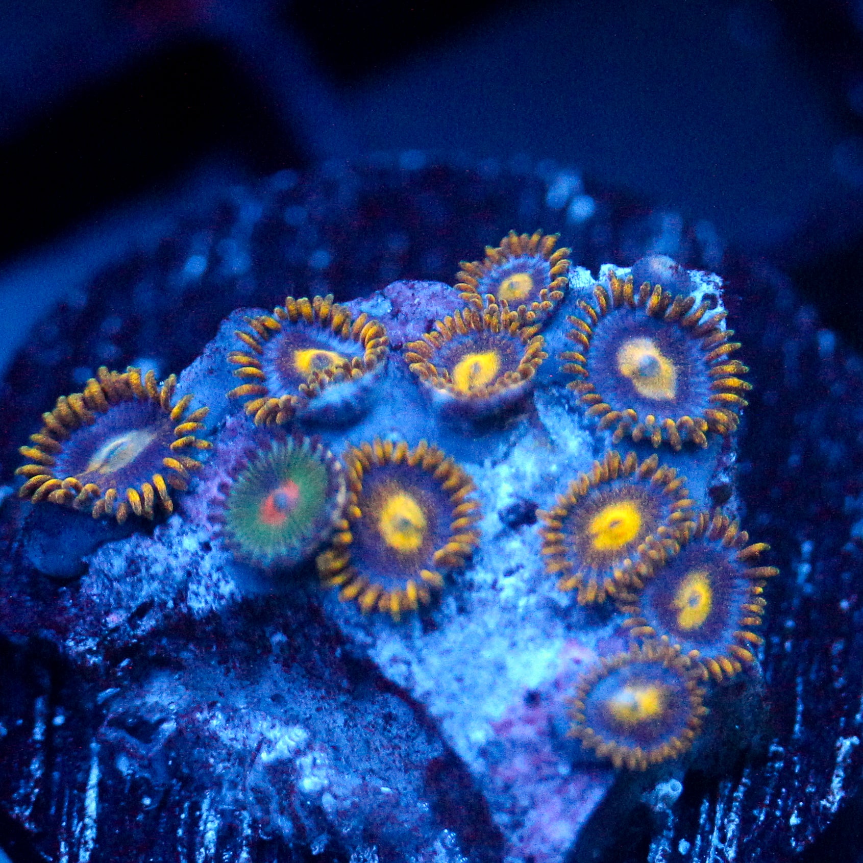JC Gold Burst Zoanthid