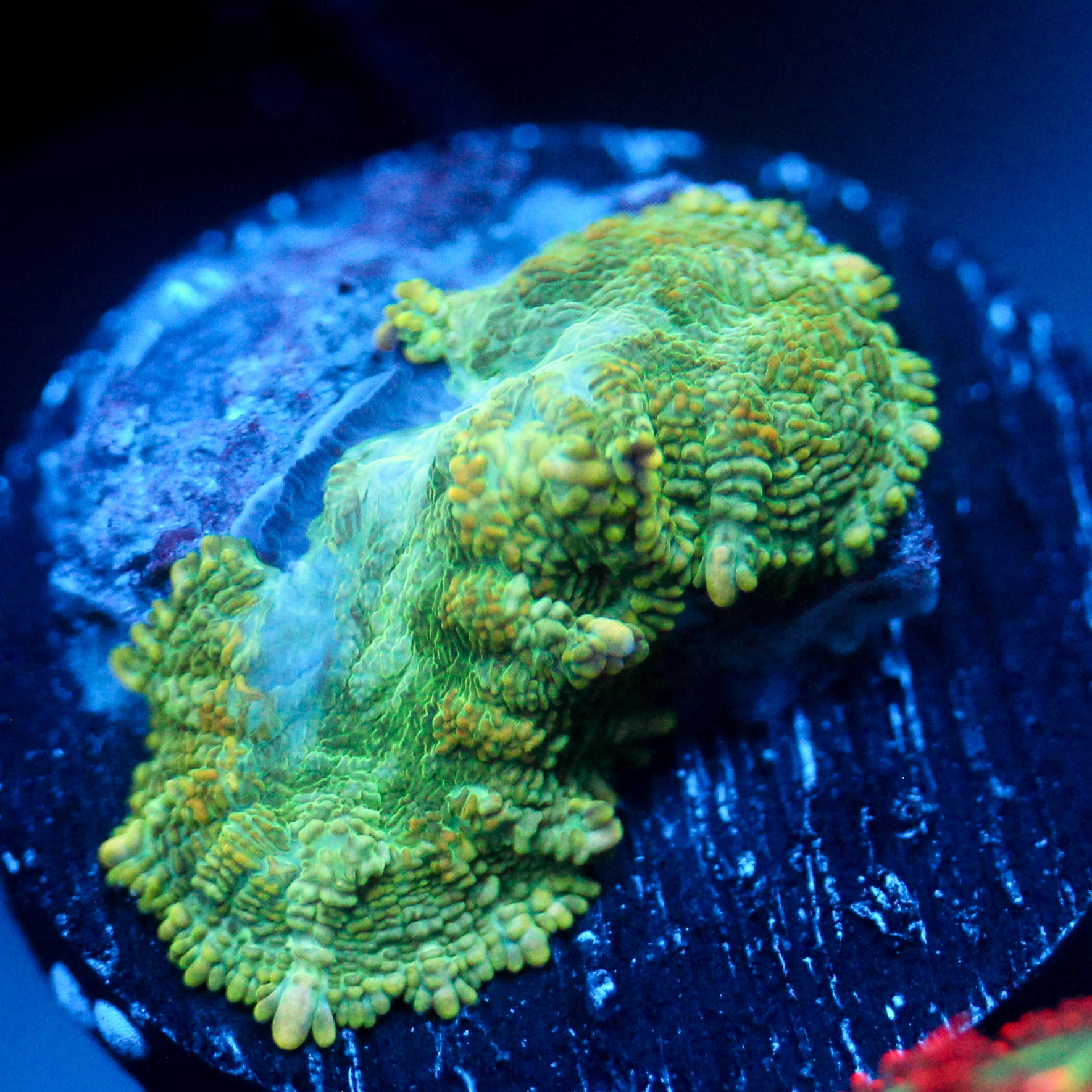JC Lush Biome Rhodactis