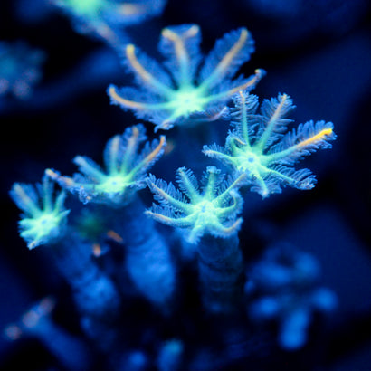 JC Orange Tip Clove Polyp