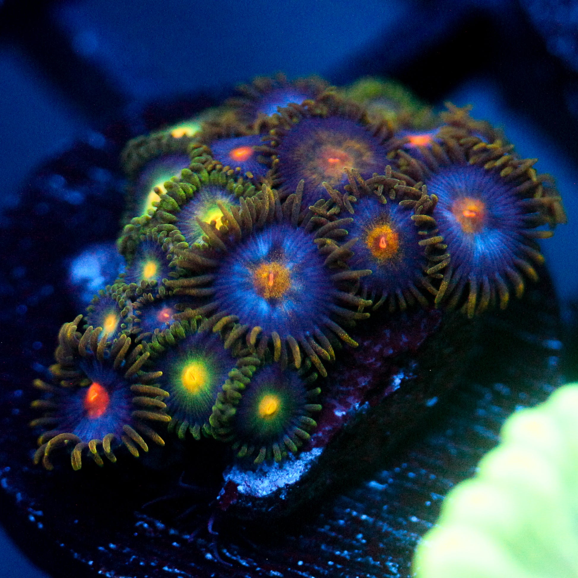 JC Gold Burn Zoanthid Mix