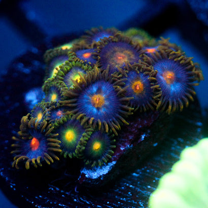 JC Gold Burn Zoanthid Mix