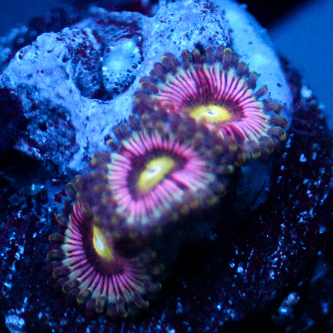 JC Strawberry Lemonade Zoanthid