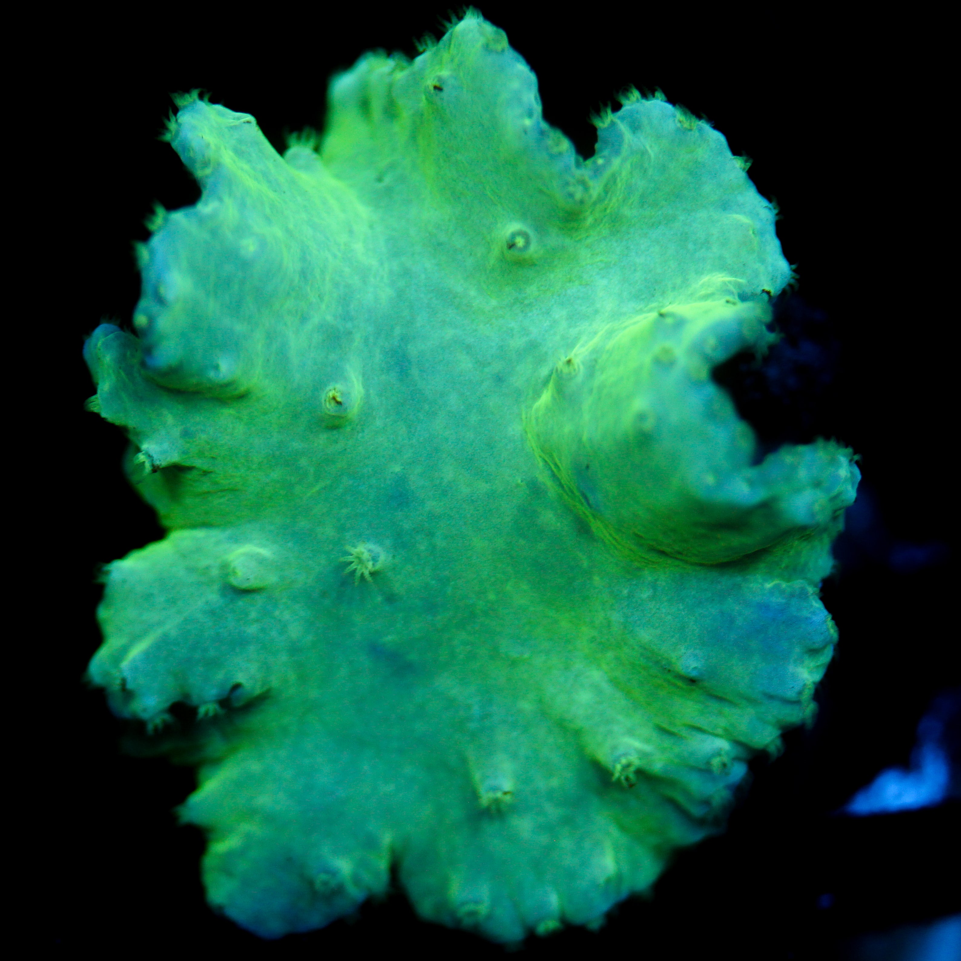 JC Neon Green Cabbage Coral