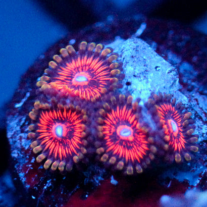 JC Extravaganza Zoanthid