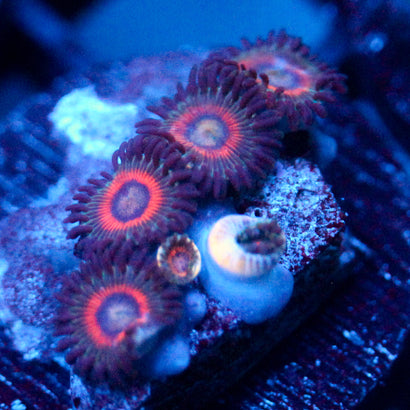 JC Peach Terror Zoanthid