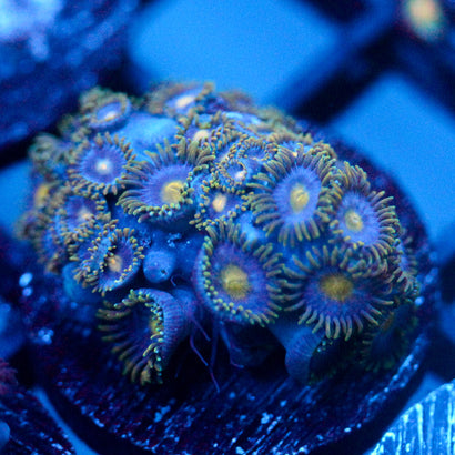 JC Gold Burst Zoanthid
