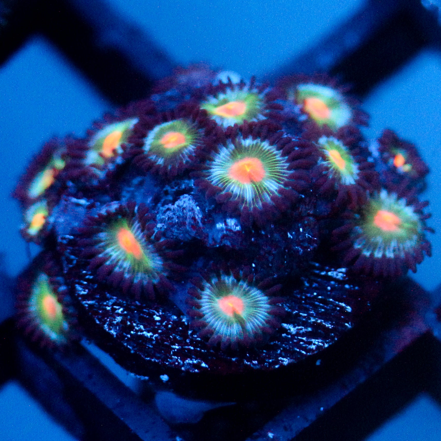 JC Blue Raven Zoanthid