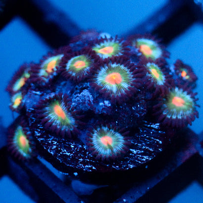 JC Blue Raven Zoanthid