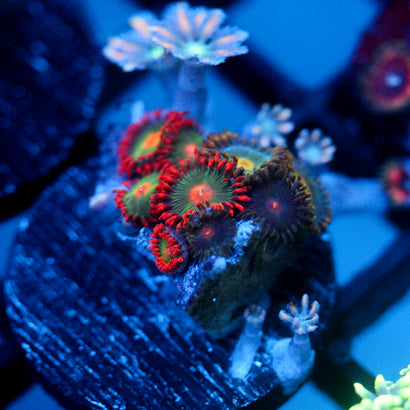 JC Gatorade Zoanthid+ Orange Clove Polyp