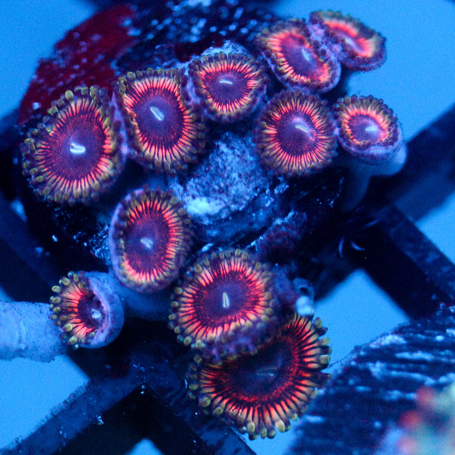 JC Terrorizer Zoanthid