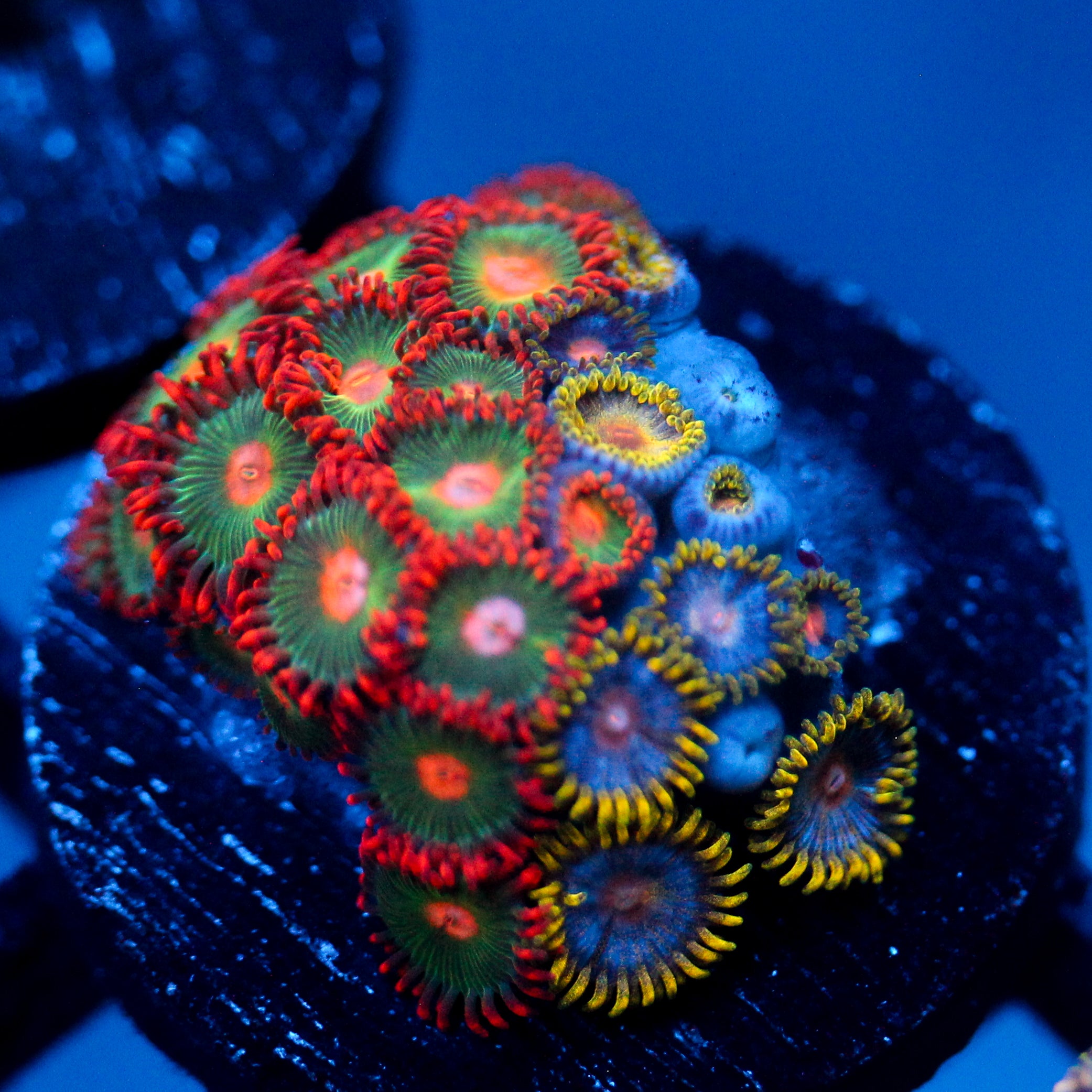 JC Zoa Garden Seed