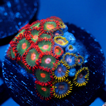 JC Zoa Garden Seed