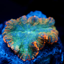 JC Mossy Lakes Rhodactis