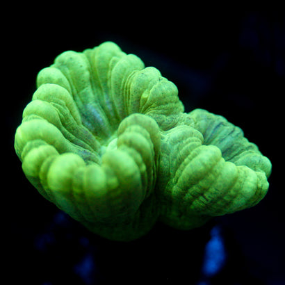 JC Neon Trumpet