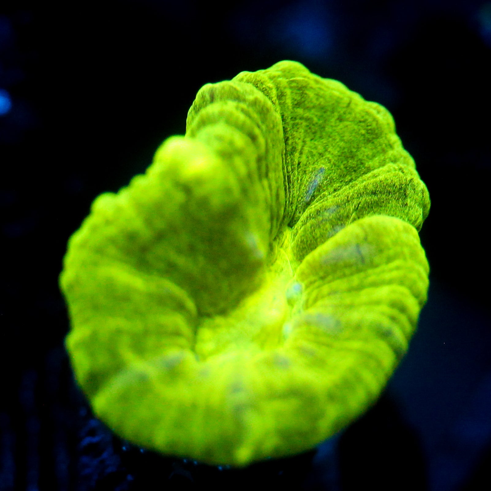JC Neon Green Trumpet