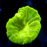 JC Neon Green Trumpet