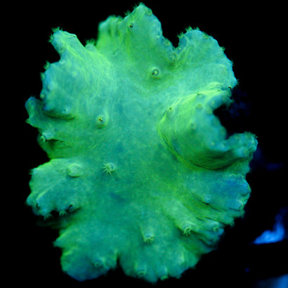 JC Neon Green Cabbage Coral
