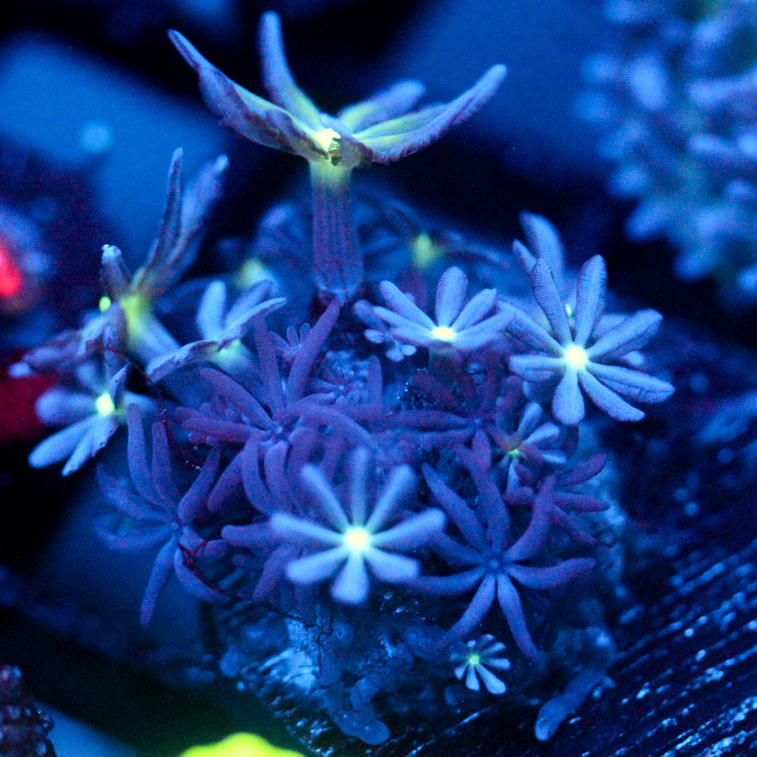 JC Enchantress Polyp Coral