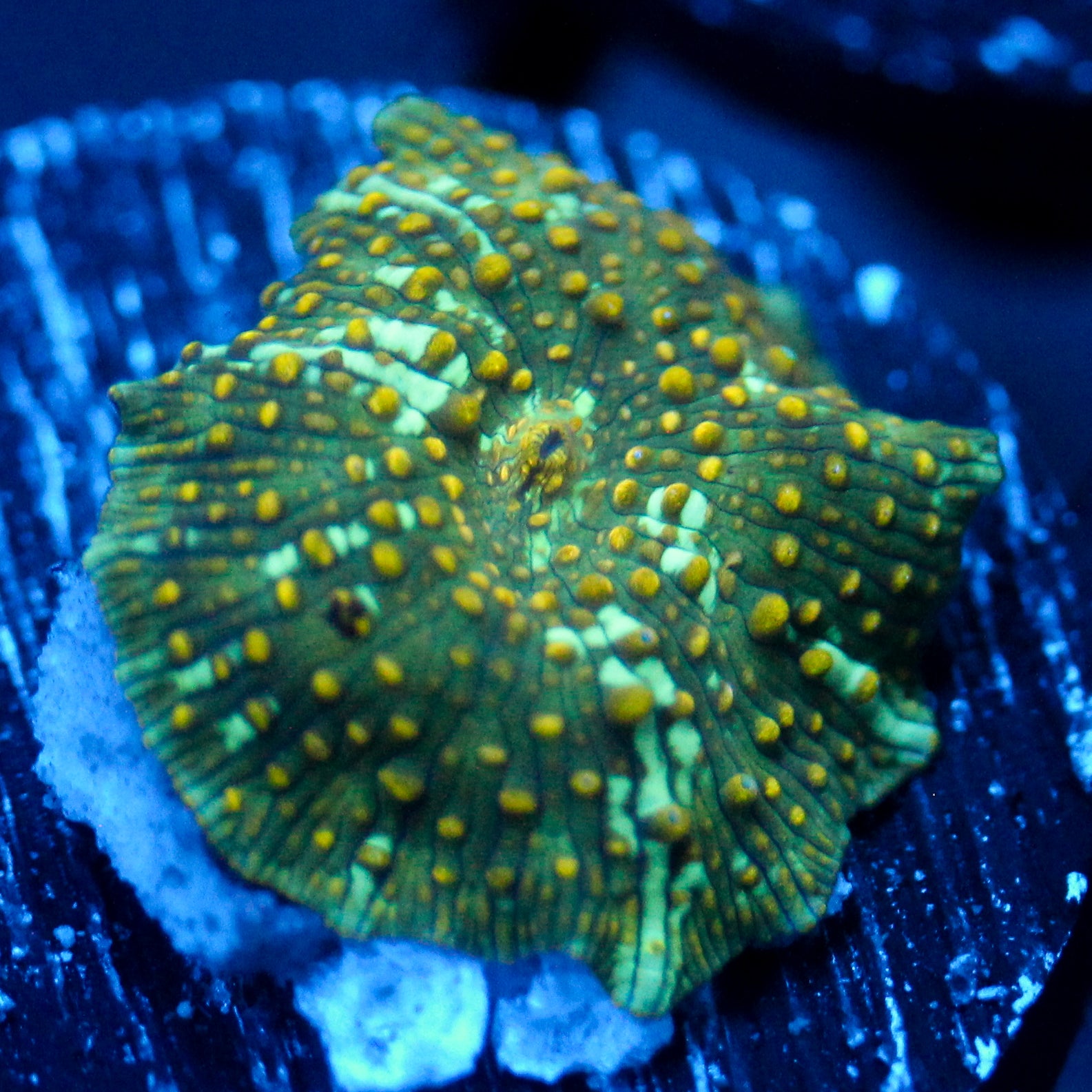 JC Firefly Discosoma