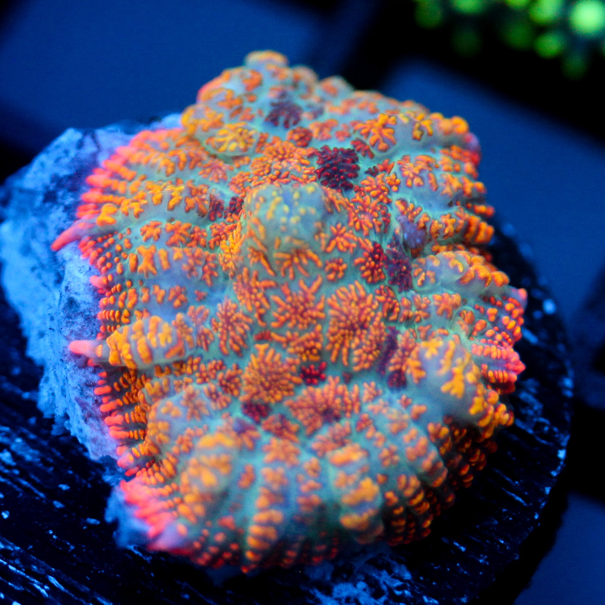 JC Summer Camo Rhodactis