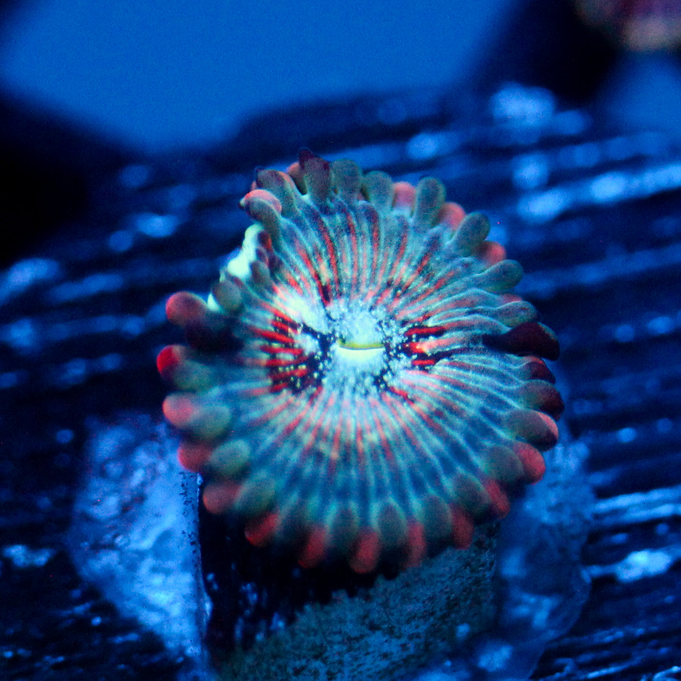 JC White Zombie Zoanthid