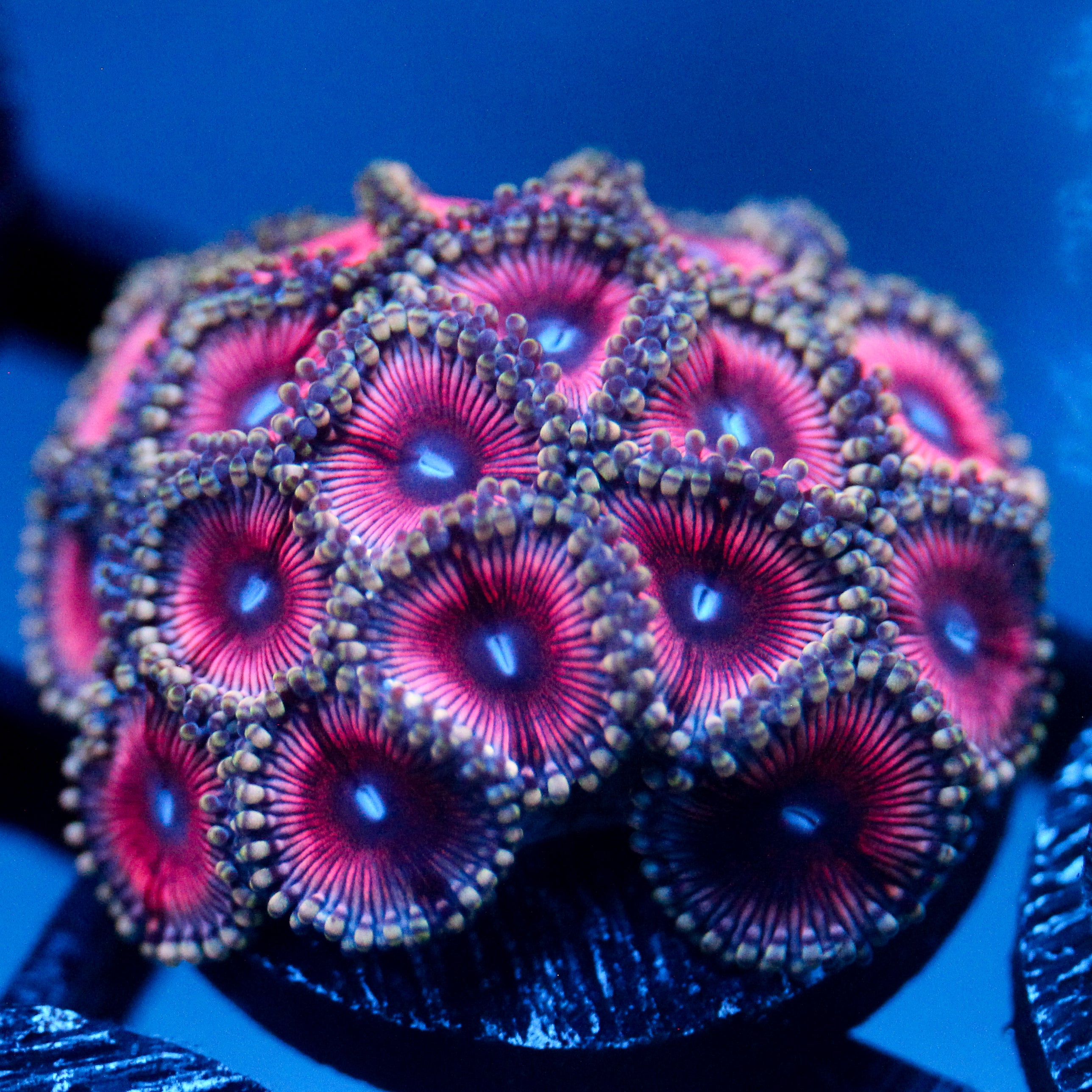 JC Terrorizer Zoanthid