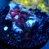 JC Nova Zoanthid