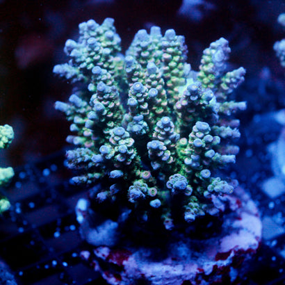 JC BluBerries Colony