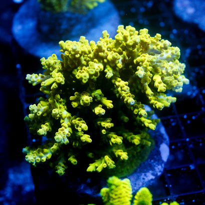 JC Mellow Yellow Colony