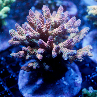 JC Rainbow Milli Colony