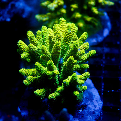 JC Limelight Colony
