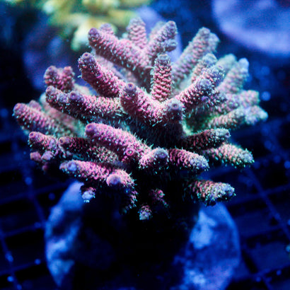 JC Strawberry Tort Colony