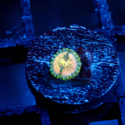 Leprechaun Farts Zoanthid