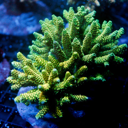 JC Toxic Grass Colony