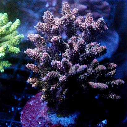 JC Margarita Colony