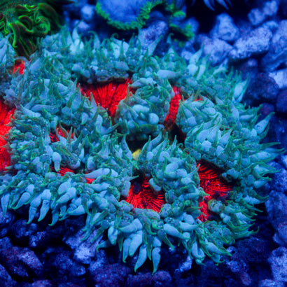 JC Ultra Rock Flower Anemone
