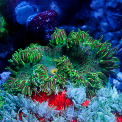 JC Ultra Rock Flower Anemone